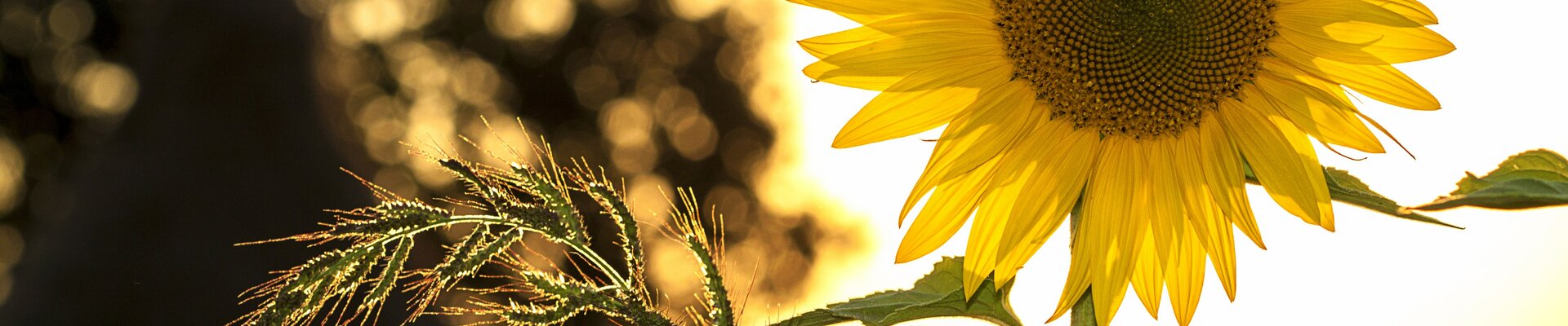 Votre horticulteur Logeart vous fait découvrir toutes les variétés de fleurs et légumes à planter en été